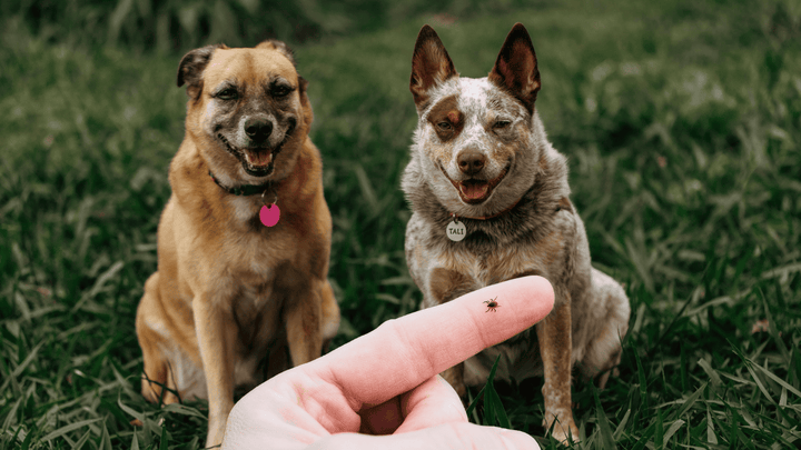 🐕🐕 Zeckenalltag mit mehreren Hunden – wenn Kontrolle zur Daueraufgabe wird