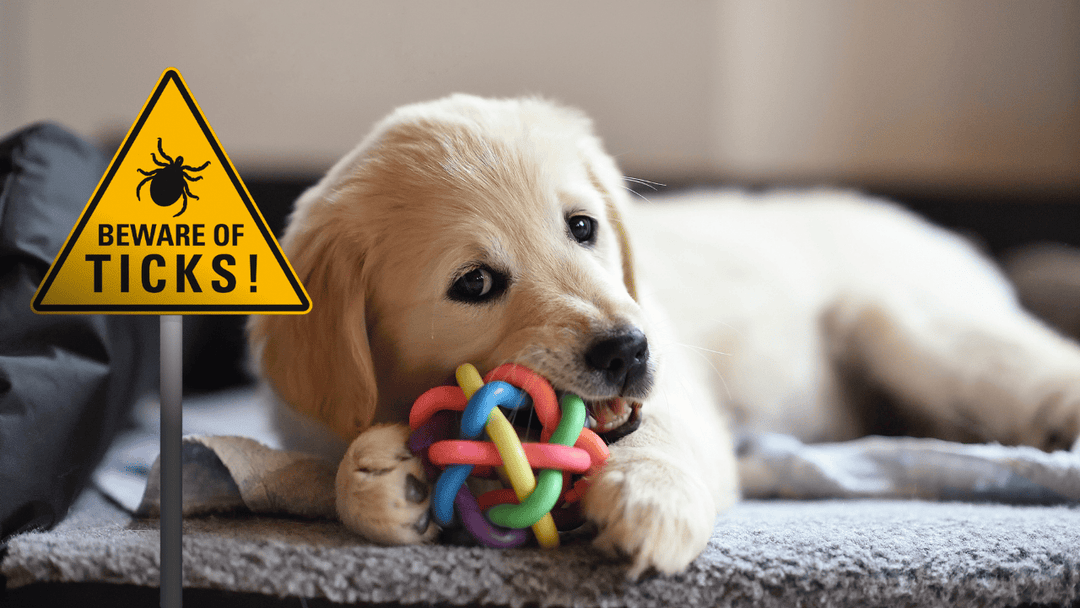 Zeckenschutz beim Welpen – was ist erlaubt? 🐶