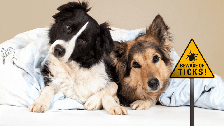 Zeckenschutz für sensible Hunde – worauf es wirklich ankommt