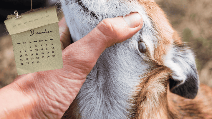 Zeckenzeit beim Hund – wann beginnt sie wirklich? 📅