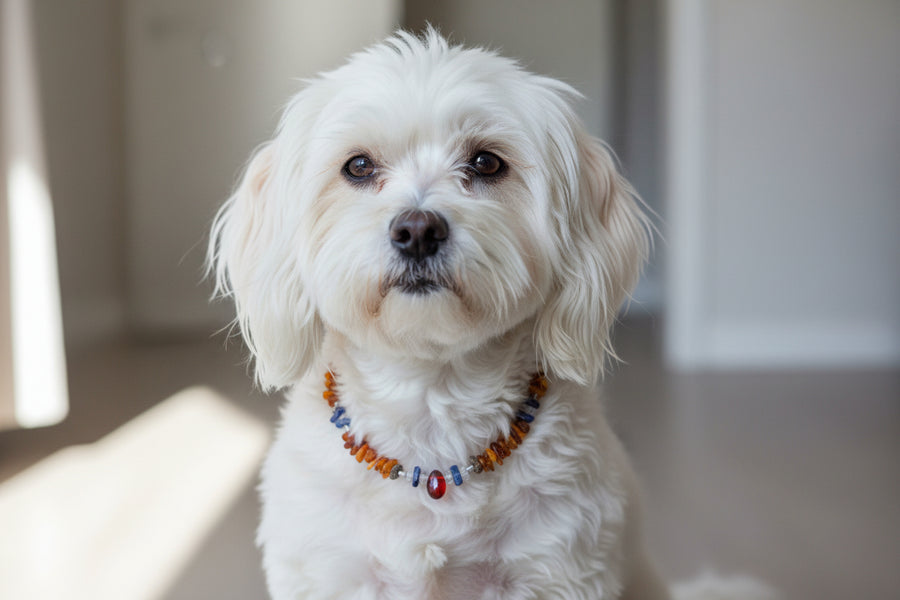 Bernsteinkette für Hund