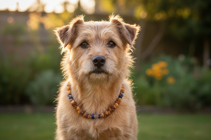 Bernsteinkette für Hunde