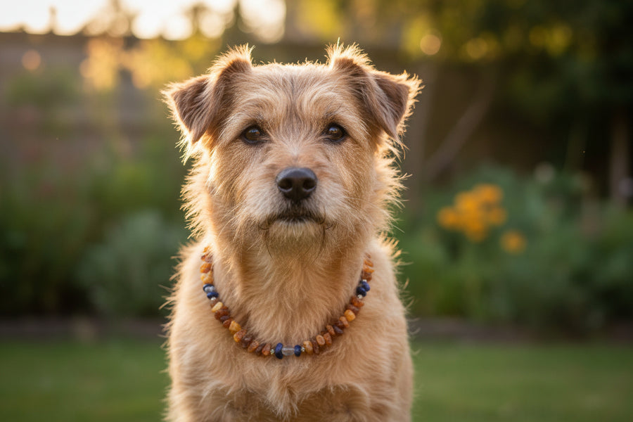 Bernsteinkette für Hunde