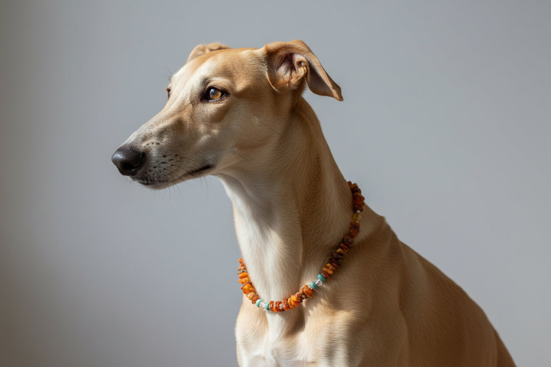 Bernsteinkette für Hund