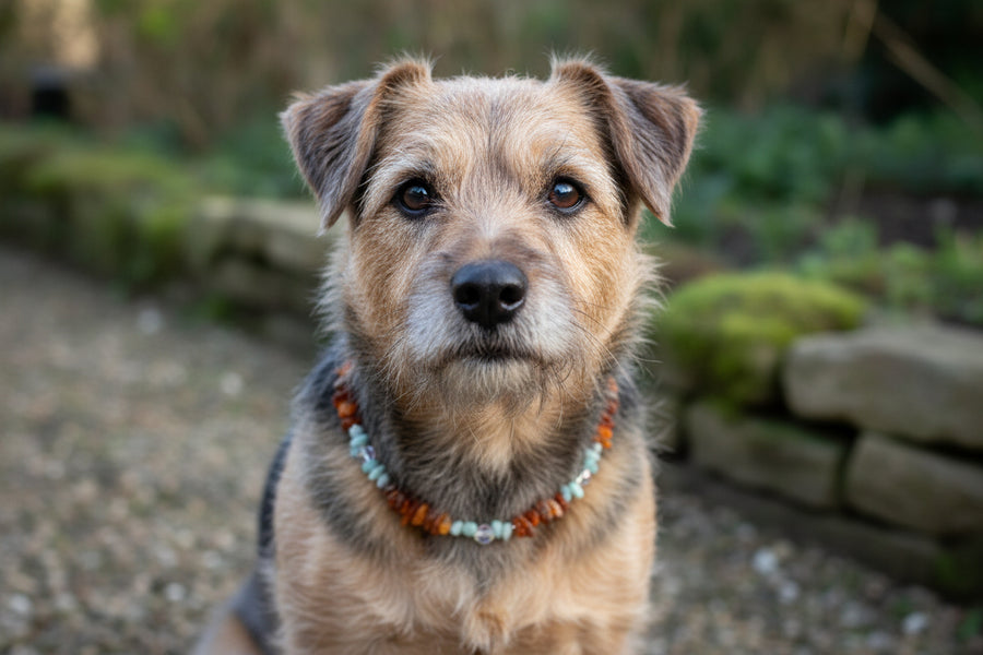 Hunde Bernsteinkette