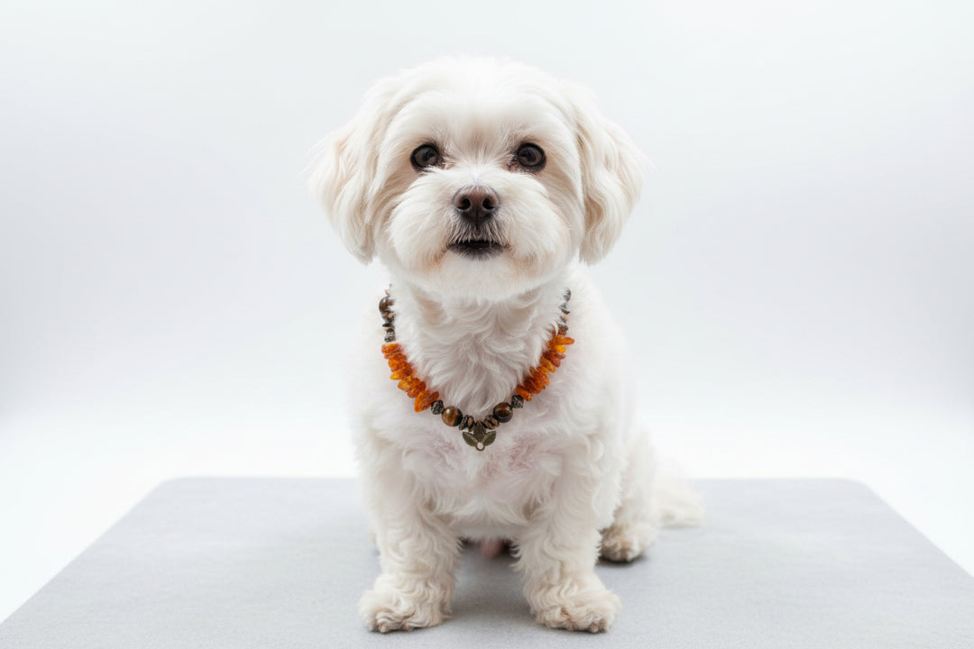 Hunde Bernsteinkette mit Tigerauge kombiniert