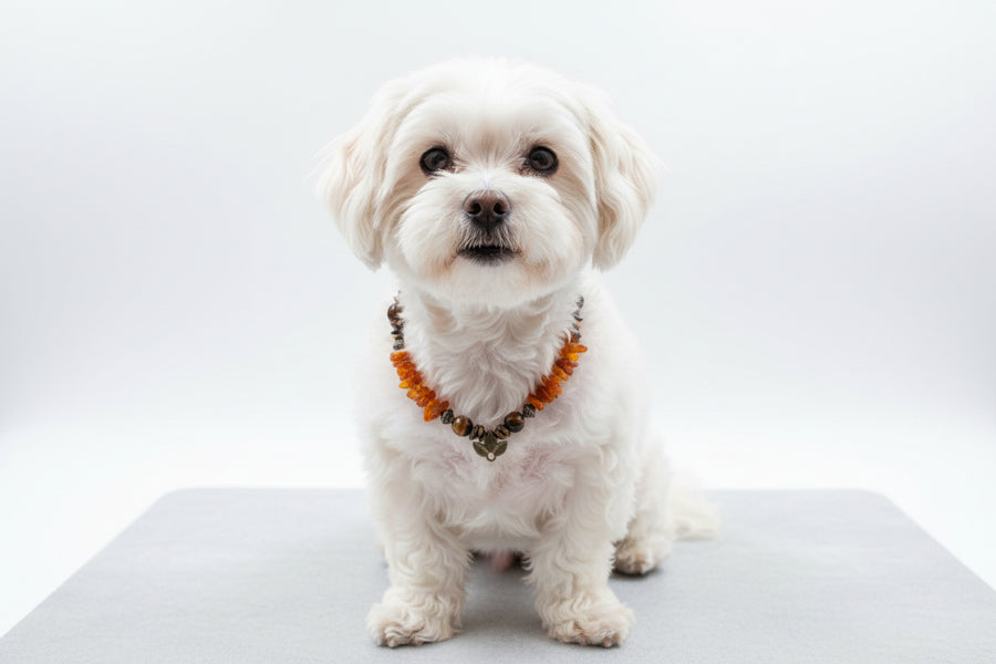 Hunde Bernsteinkette mit Tigerauge kombiniert