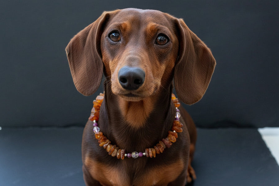 Amberdog Hunde Bernsteinkette