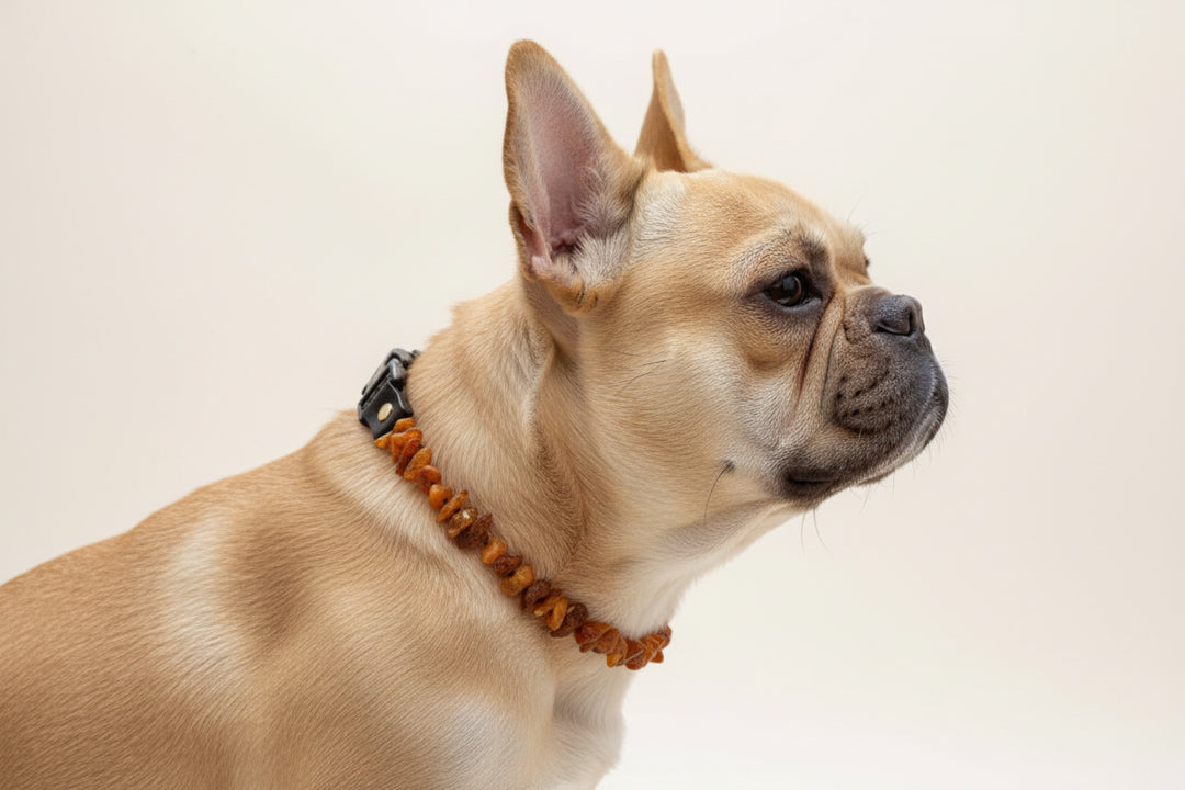 Hundebernsteinkette Sonne Clip L Größe