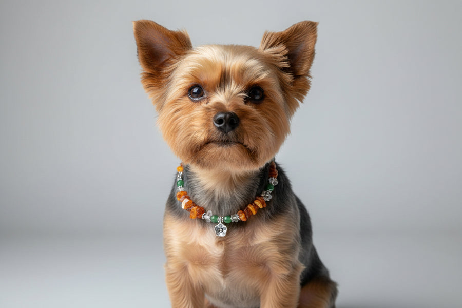 Hunde Bernsteinhalskette