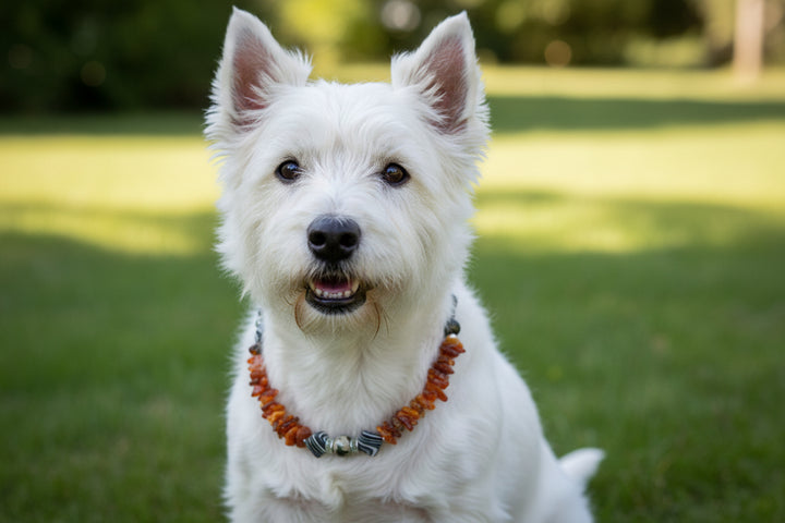 Hunde Bernsteinkette mit Edelsteinen