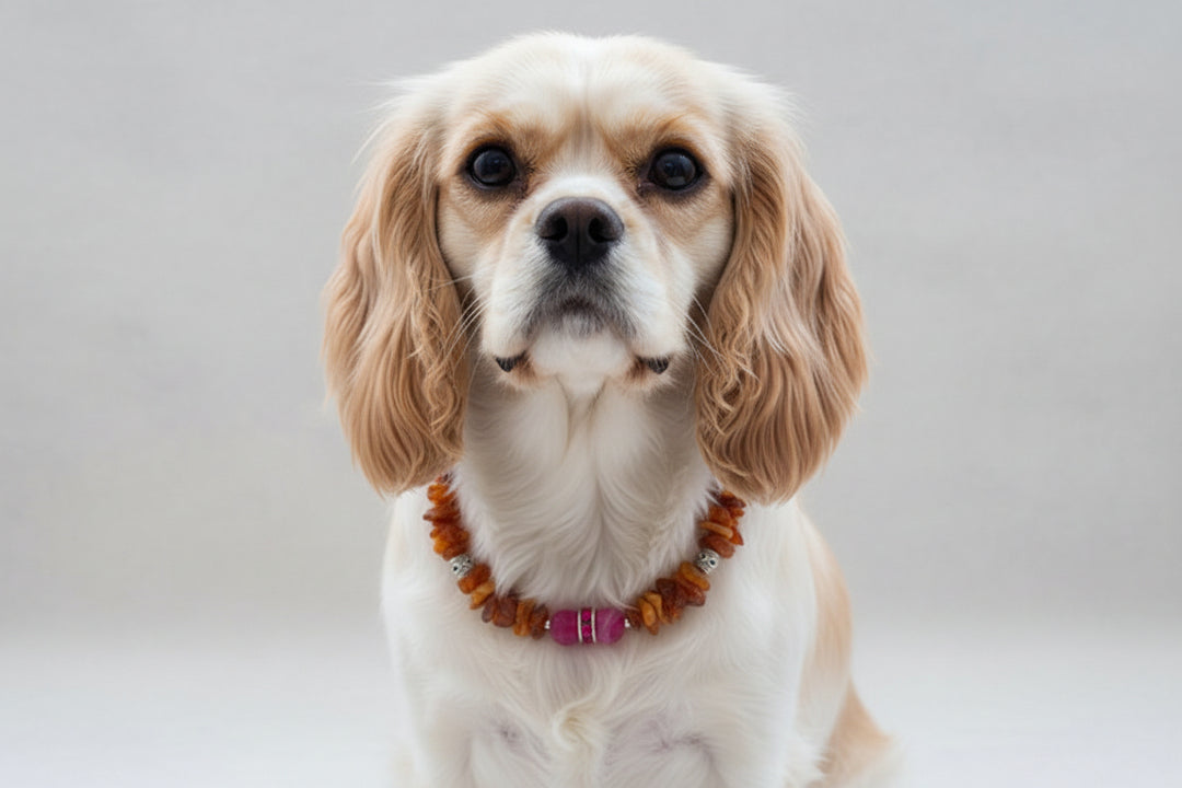 Hunde Bernsteinhalskette
