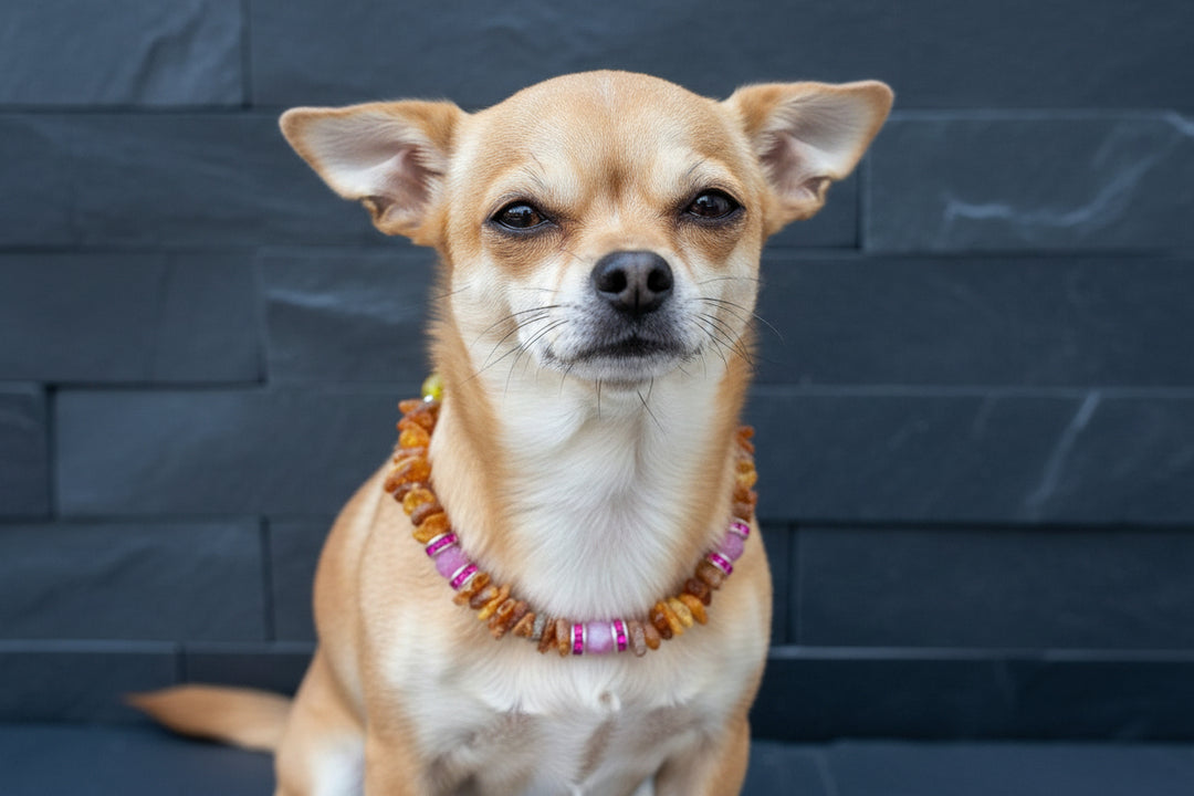 Hunde Bernsteinkette amberdog