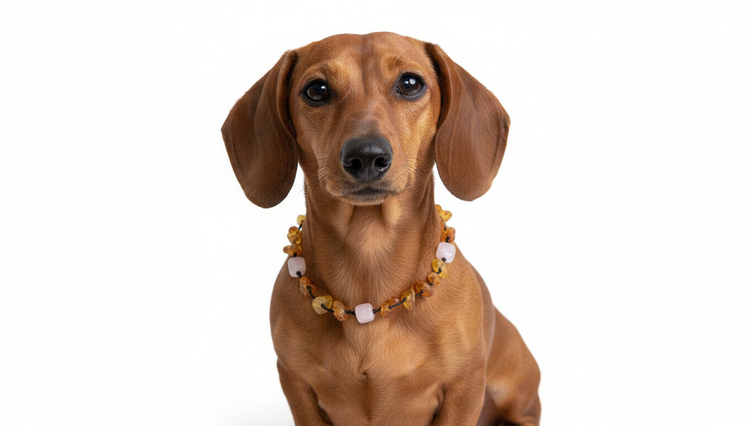 Bernstein Fusskettchen Rosenquarz Bernstein Fusskettchen oder ein Kettchen für einen kleinen Hund