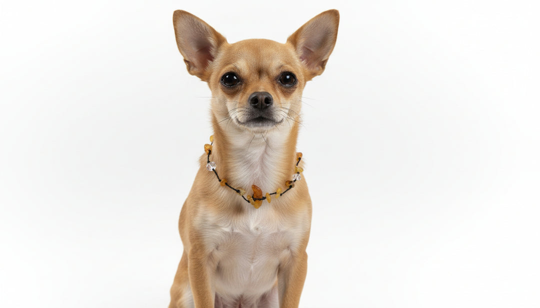 Bernstein Fusskettchen Bergkristall Bernstein Fusskettchen oder ein Kettchen für einen kleinen Hund 1