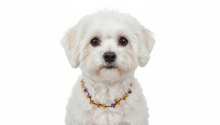 Bernstein Fusskettchen Amethyst Bernstein Fusskettchen oder ein Kettchen für einen kleinen Hund