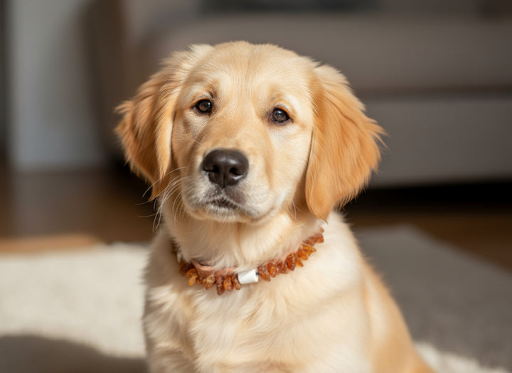 EM Keramik Flex Bernsteinkette für Hunde 