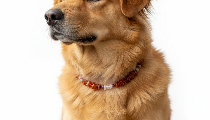 Bernstein Hundehalsband mit Rosenquarz