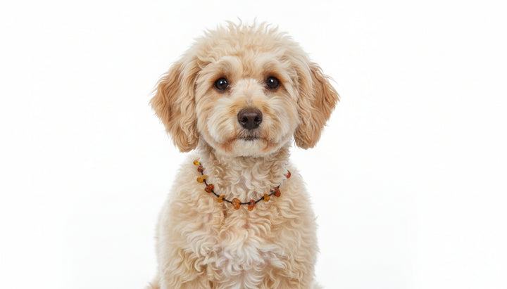 Bernstein Fusskettchen oder ein Kettchen für einen kleinen Hund