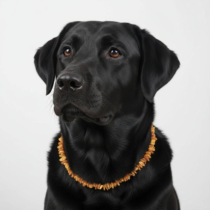 Bernstein Halsband Sonne