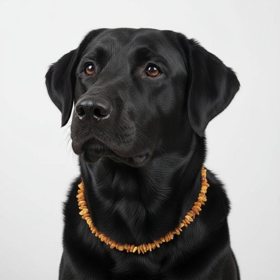 Bernstein Halsband Sonne