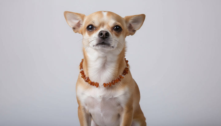 Bernsteinhalsband Bergkristall für Hunde 