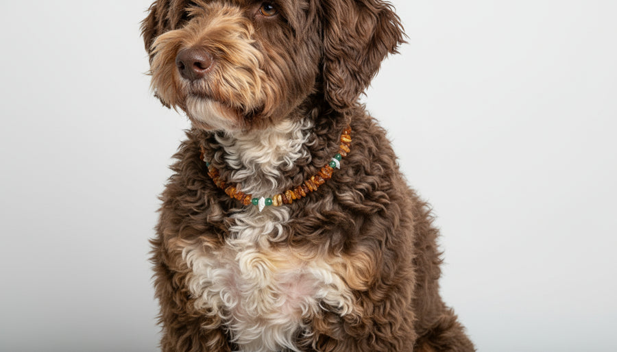 Bernsteinkette Aventurin & Muscheln 37cm