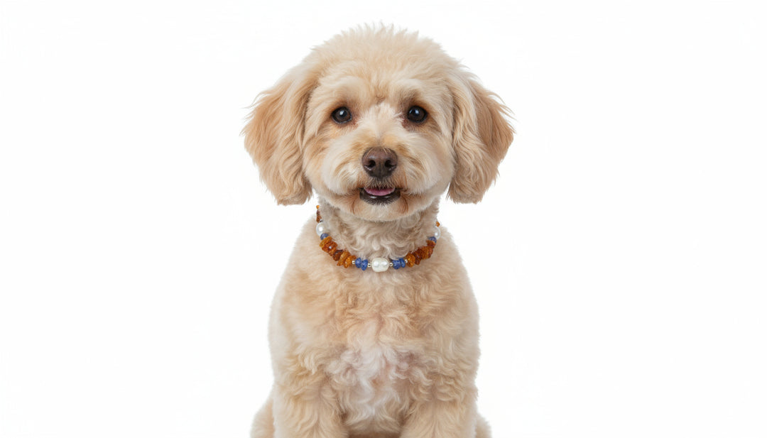 Bernsteinkette Bernsteinhalsband Hund Blauquarz & Muscheln 22cm