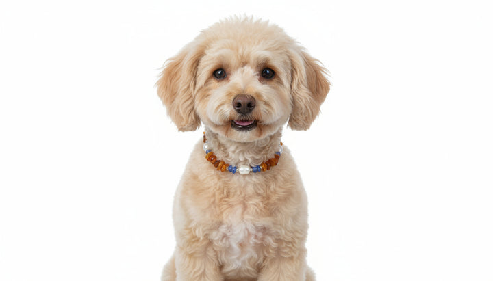 Bernsteinkette Bernsteinhalsband Hund Blauquarz & Muscheln 22cm