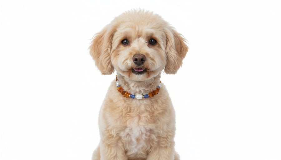 Bernsteinkette Bernsteinhalsband Hund Blauquarz & Muscheln 22cm