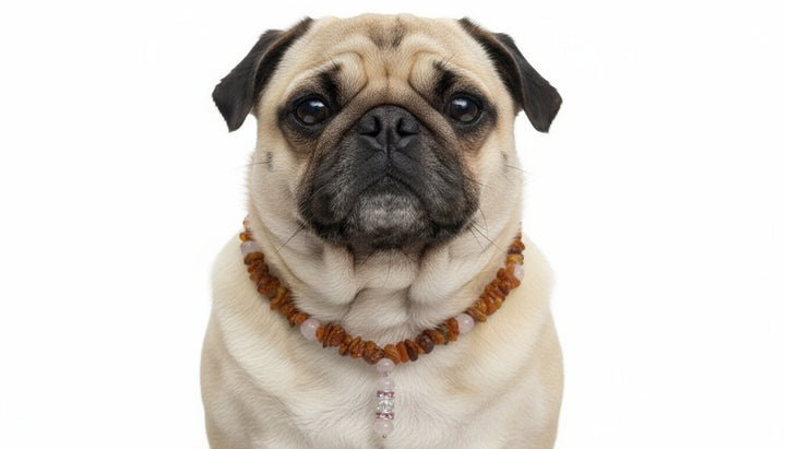 Bernsteinkette Bernsteinhalsband Hund Rosenquarz 47cm