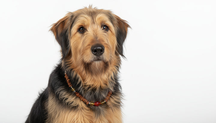 Bernsteinkette Citrin &Achat 44cm