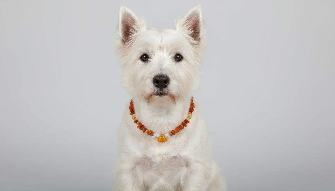 Bernsteinkette für Hunde Jade 33cm