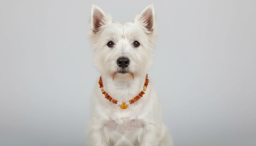 Bernsteinkette für Hunde Jade 33cm