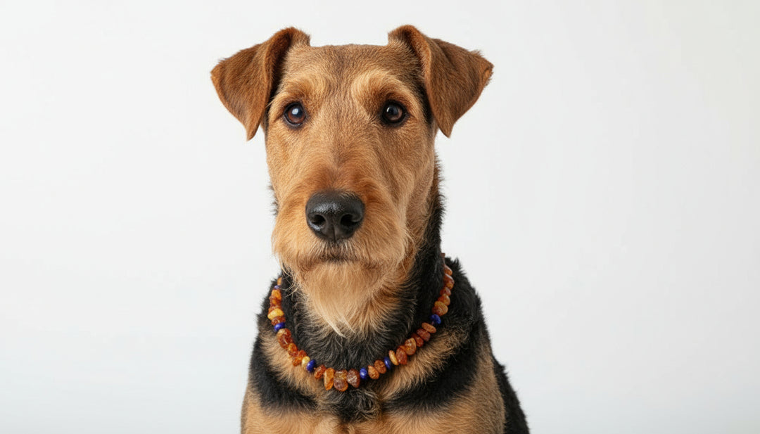 Bernsteinkette Lapislazuli für den Hund