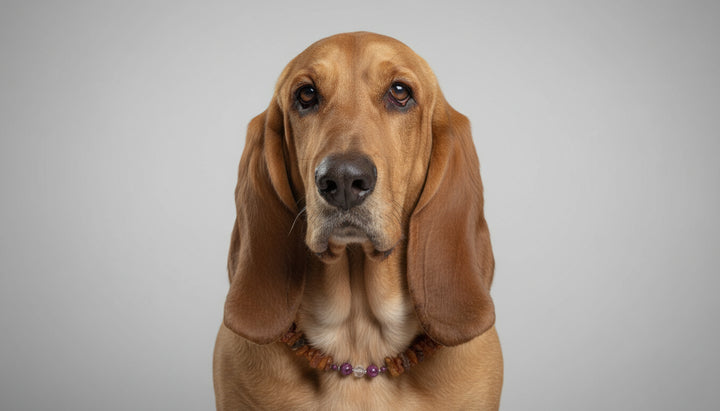 Bernsteinkette Mondstein & Sugilith 48cm