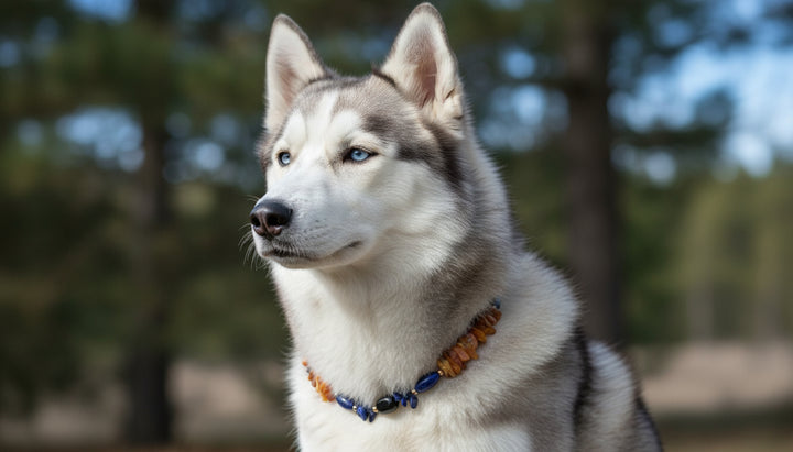 Bernsteinkette Onyx&Lapislazuli 49 cm