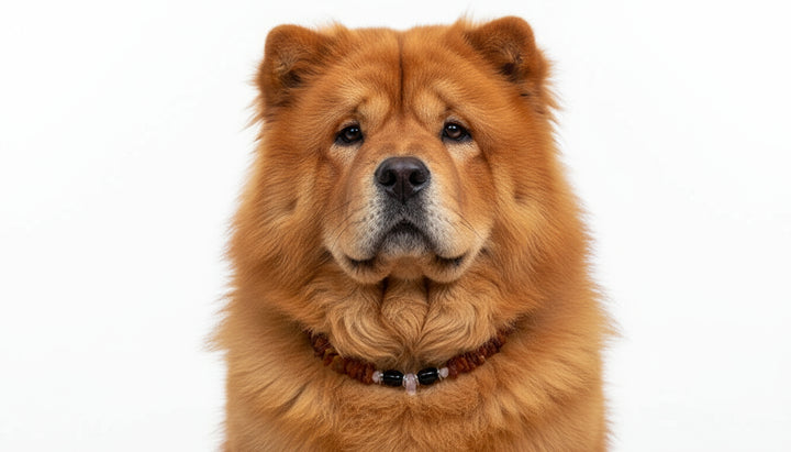 Bernsteinkette Onyx & Rosenquarz 46 cm