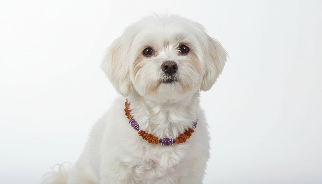 Bernsteinkette Sugilith 24cm