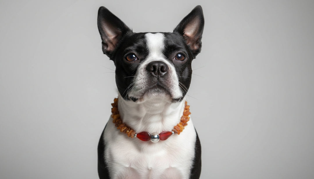 Bernsteinkette für Hunde Achat 38cm