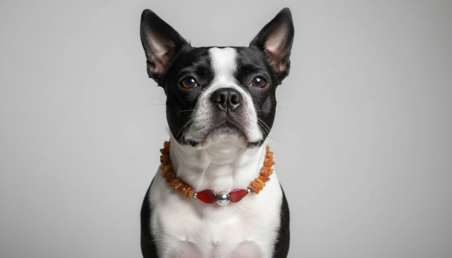 Bernsteinkette für Hunde Achat 38cm