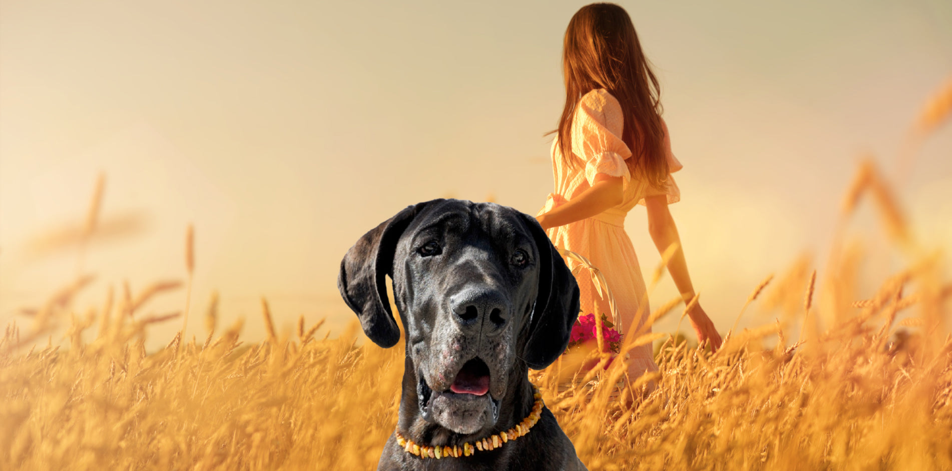 amberdog®: Bernsteinkette für Hunde Banner
