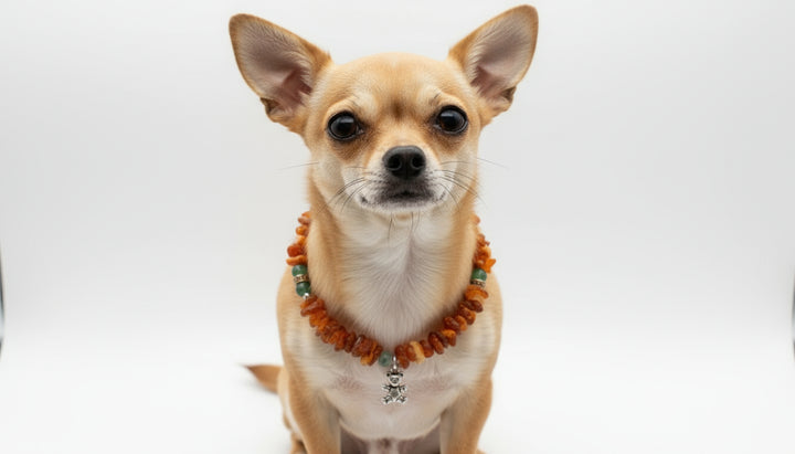 Hund Bernsteinkette mit Jade