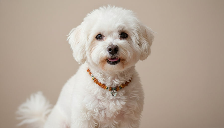 Hunde Bernsteinkette Edelsteinmix mit Herzchen 27cm Länge