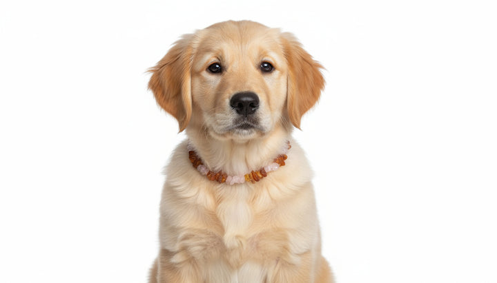 HUnde Bernsteinkette Flexi Rosenquarz