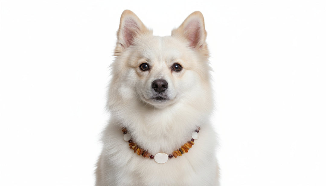 Hunde Bernsteinkette Jaspis & Muscheln 39cm