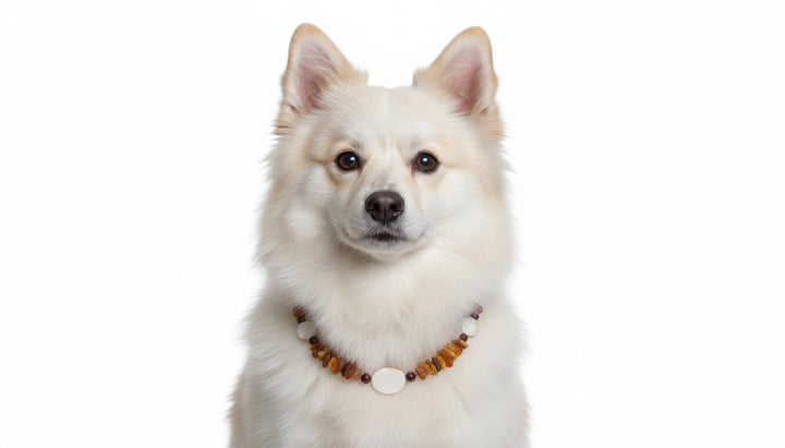 Hunde Bernsteinkette Jaspis & Muscheln 39cm