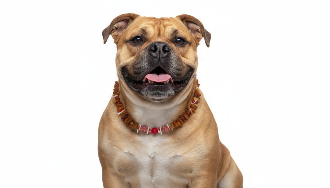 Hunde Bernsteinkette Koralle 46cm