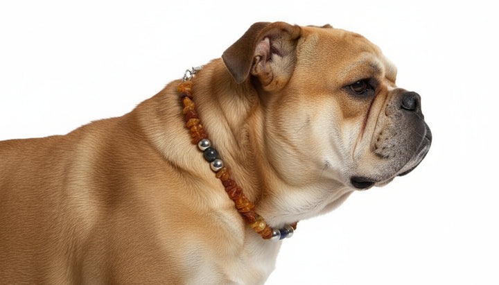 Hunde Bernsteinkette Lapislazuli 40cm