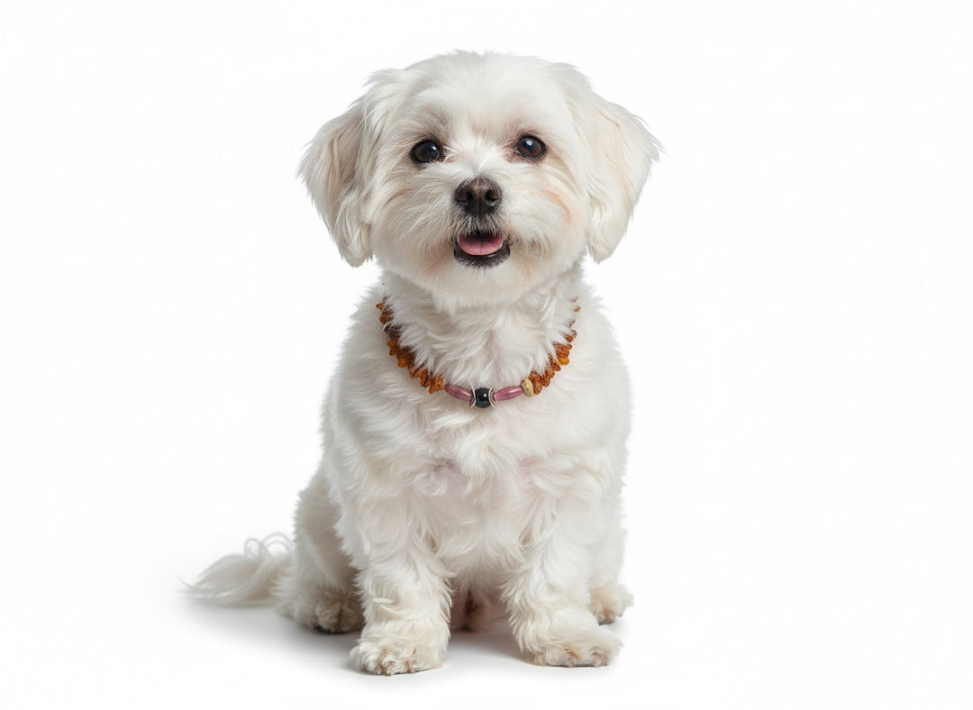 Hunde Bernsteinkette Rhodonit 26cm